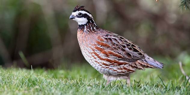 <p>identify</p>