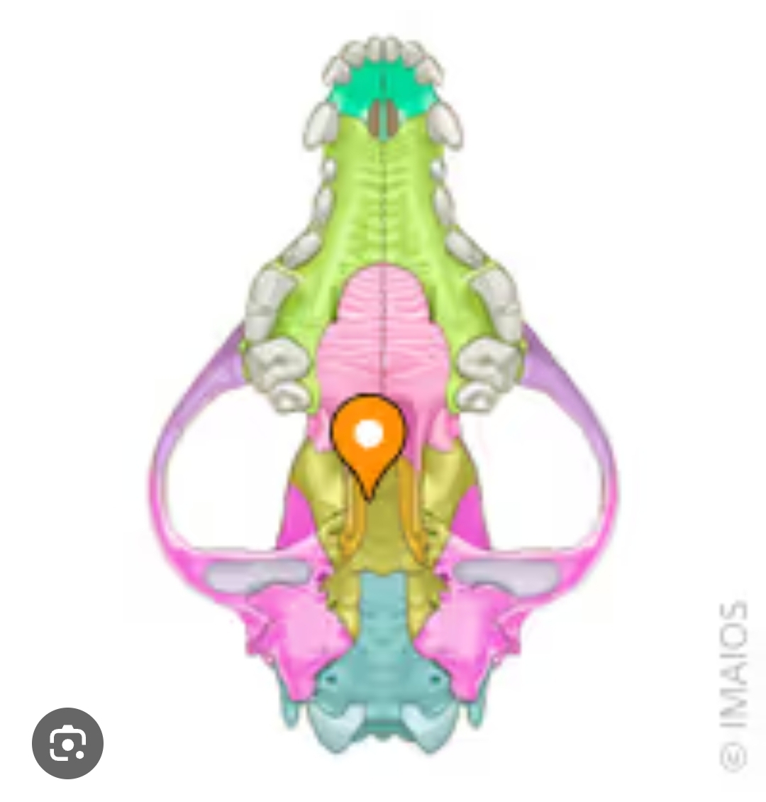 <p>sutura pterigoesfenoidal</p>