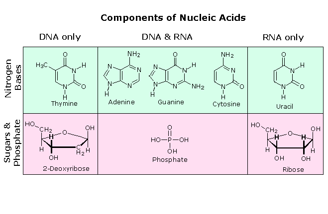 <p>monomer: nucleotides</p><p>structure: phosphate, ribose (sugar), nitrogenous base</p><p>function: store and transmit genetic information</p><p>two types: deoxyribonucleic acid and ribonucleic acid</p>
