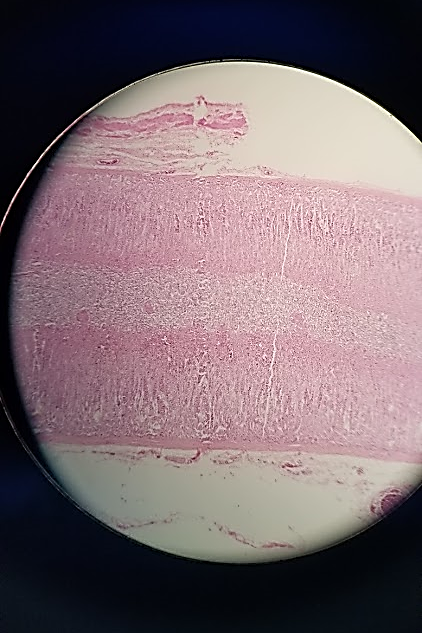 <p>what is this a sample of?</p>