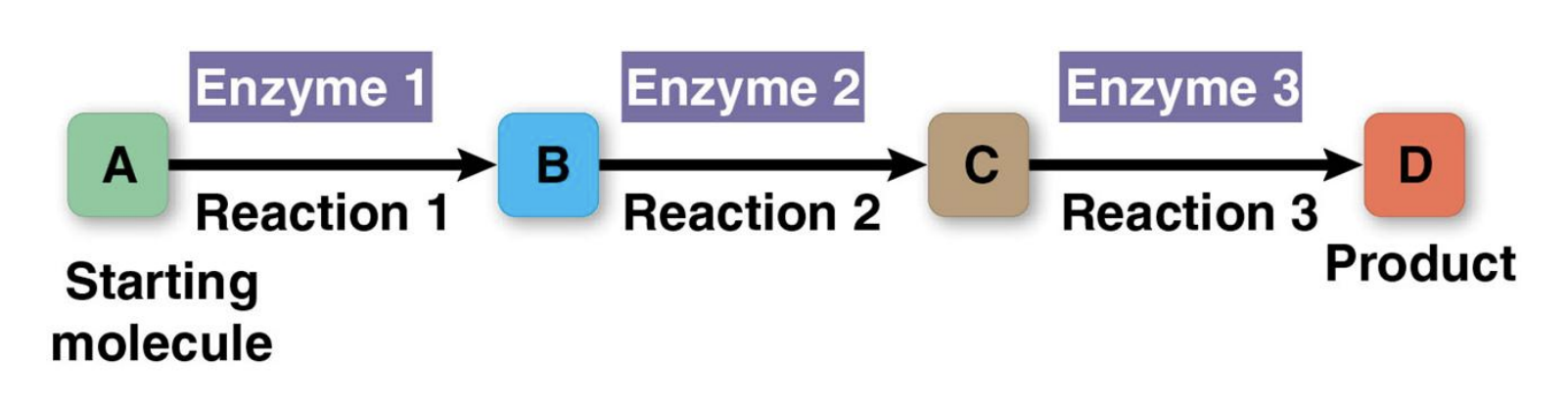 <p>A specific molecule goes through step-by-step changes to make a final product</p>