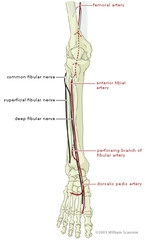 <p>DEEP FIBULAR / PERONEAL NERVE </p><p>superficial fibular = sensory</p>
