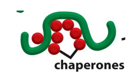 <p>Hsp70 ATP-ase chaperone</p>
