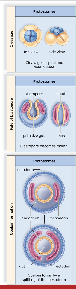 <ul><li><p>domain: eukarya</p></li><li><p>supergroup: opisthokonta</p></li><li><p>phylum eumetazoa</p><ul><li><p>divided into<strong> ecdysozoa and spiralia</strong></p></li></ul></li></ul><p></p>