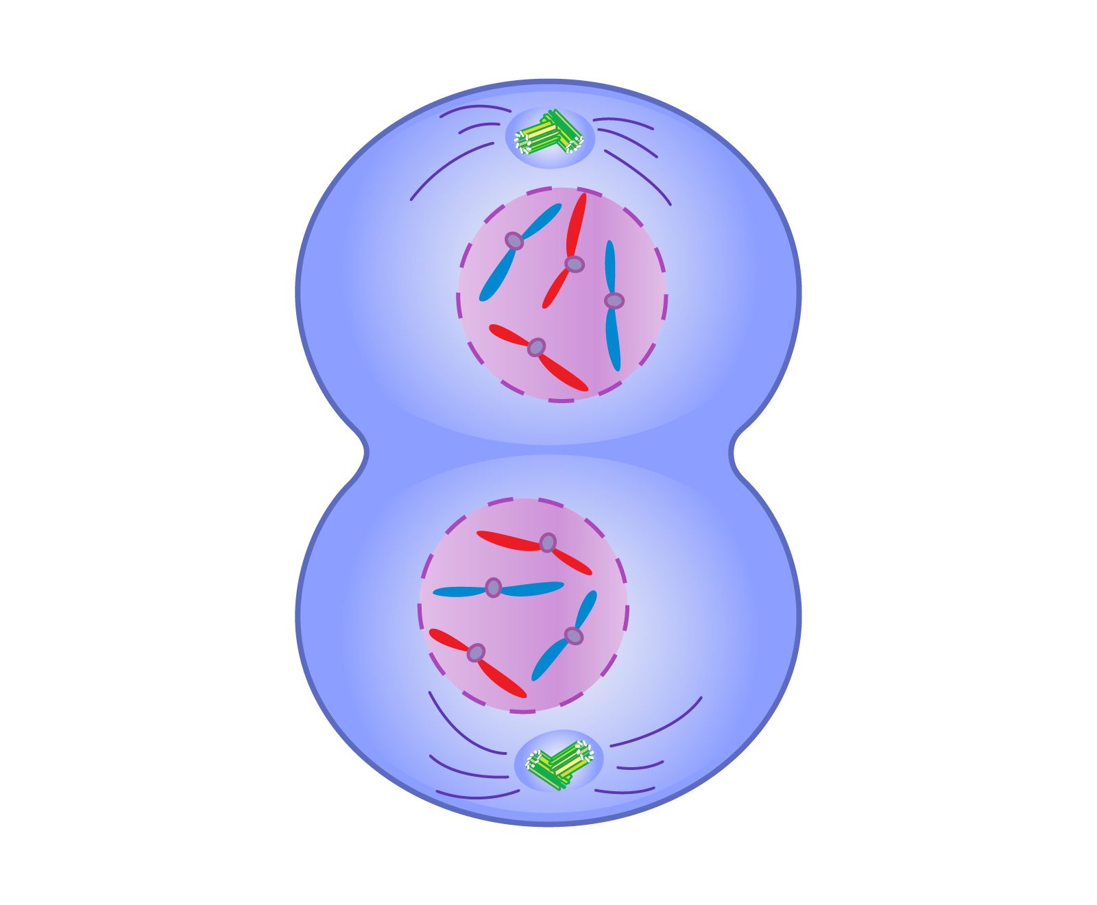 <ul><li><p>chromosomal movement stops</p></li><li><p class="has-focus">chromosomes uncoil</p></li><li><p class="has-focus">nuclear envelopes and the nucleoli form</p></li><li><p class="has-focus">mitotic spindle breaks up</p></li><li><p class="has-focus">cytoplasm begins to divide to form two cells</p></li></ul><p></p>