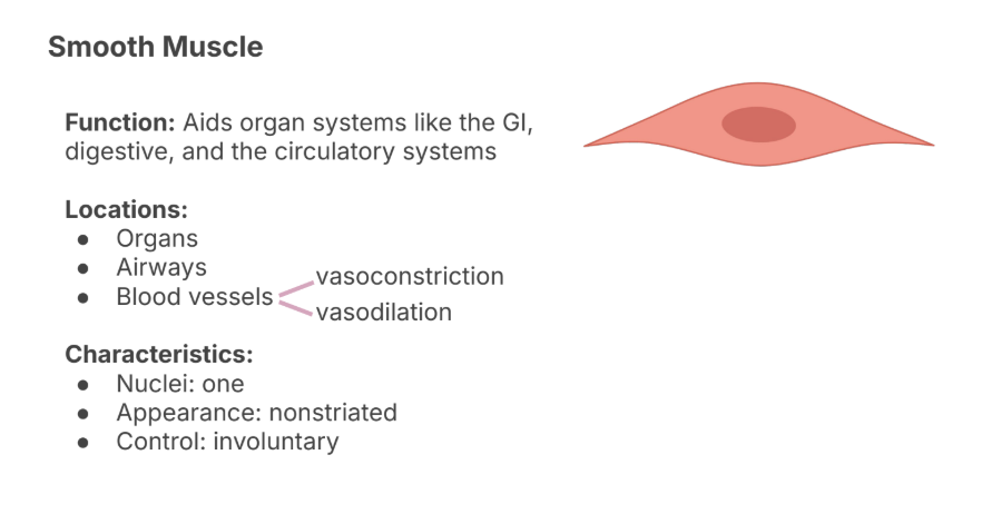 <p><strong>Function</strong>: Aids organ systems like the GI, digestive, and the circulatory systems</p><p></p><p><strong>Locations</strong>:</p><ul><li><p>Organs</p></li><li><p>Airways</p></li><li><p>Blood vessels</p><ul><li><p>Can undergo vasoconstriction and vasodilation</p></li></ul></li></ul><p></p><p><strong>Characteristics:</strong></p><ul><li><p>Nuclei: one</p></li><li><p>Appearance: nonstriated</p></li><li><p>Control: involuntary</p></li></ul><p></p>