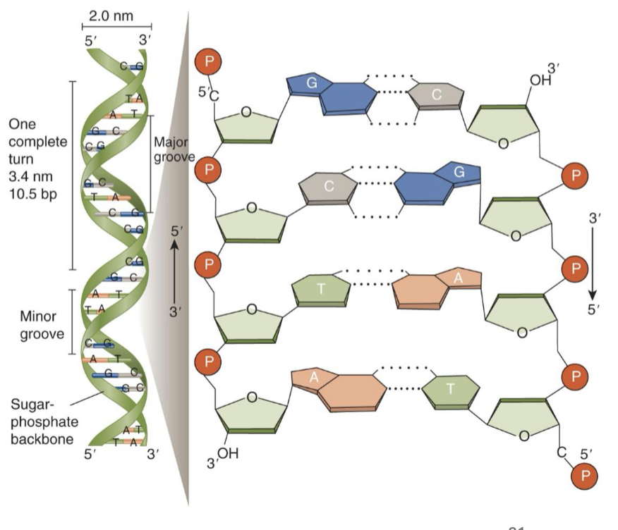 <p>True or False: The exposed bases in the grooves create distinct chemical patterns that allow proteins to recognize specific DNA sequences without opening the double helix.</p>