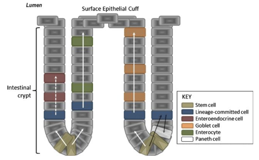 <ol><li><p>Enterocytes: Primary transporting cells</p></li><li><p>Endocrine Cells: Secrete hormones</p></li><li><p>Goblet Cells: Secrete mucus</p></li><li><p>GI Stem Cells: Continuously renews intestinal epithelium; located in crypts and gastric glands</p></li><li><p>Other Secretory Cells: Includes mast cells that release histamine for immune responses</p></li></ol><p></p>