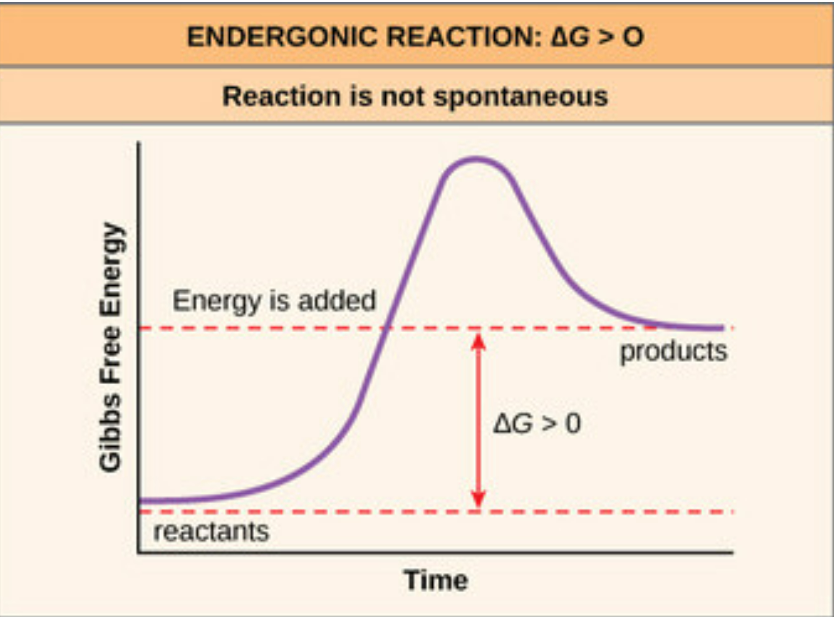 <p>Free energy is absorbed (nonspontaneous with +ΔG)</p>