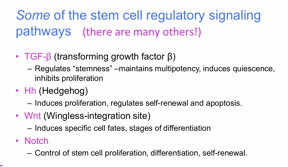 <p>What is the role of TGF-β in stem-cell regulation?</p>
