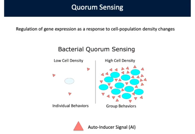 <p><span style="background-color: transparent;"><strong>Quorum Sensing</strong></span></p>