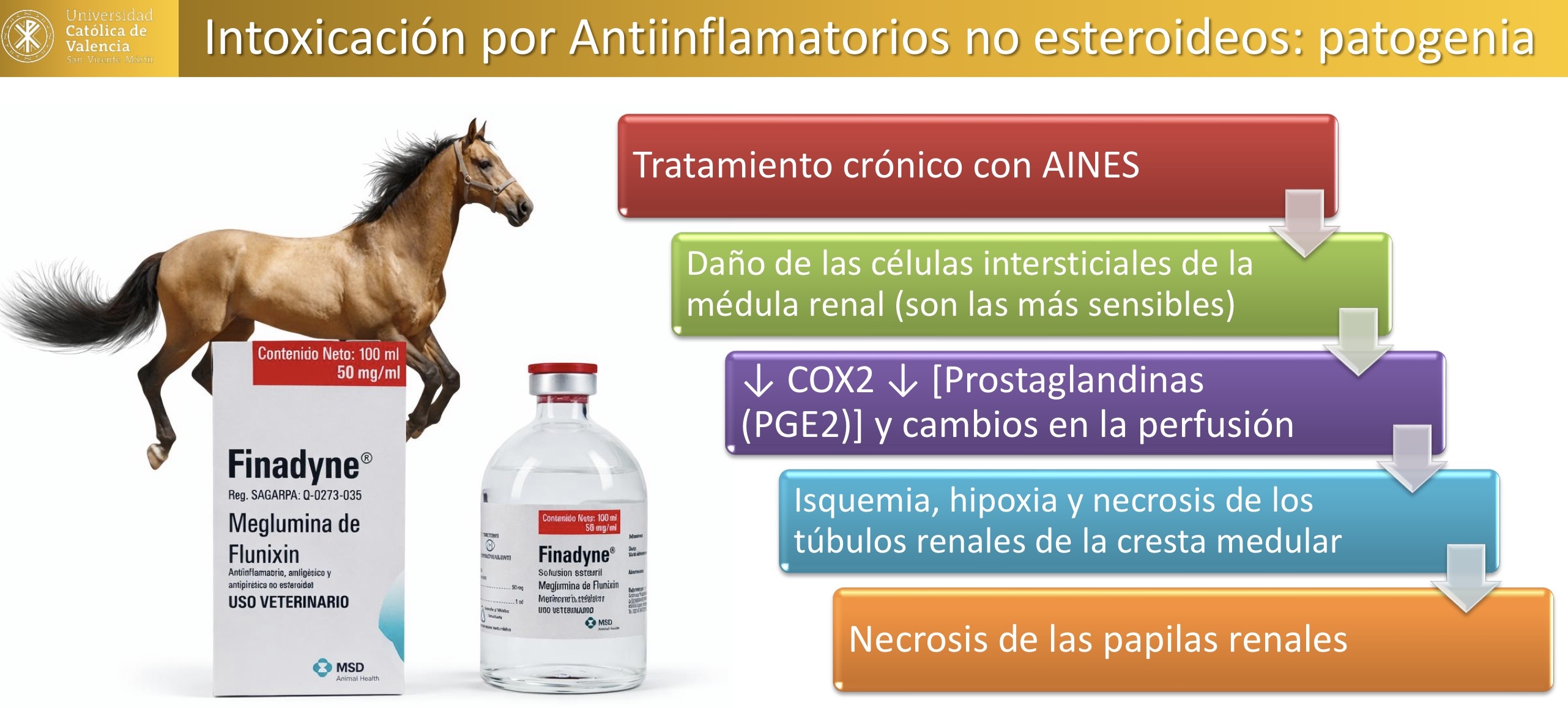 <p>RENAL: Intoxicacion por AINES</p><p>Necrosis coagulativa de la cresta renal, nefrolitiasis, pielectasia </p><p>Lesiones asociadas en sistema digestivo: inflamación y hemorragias (petequias) en el colon </p>