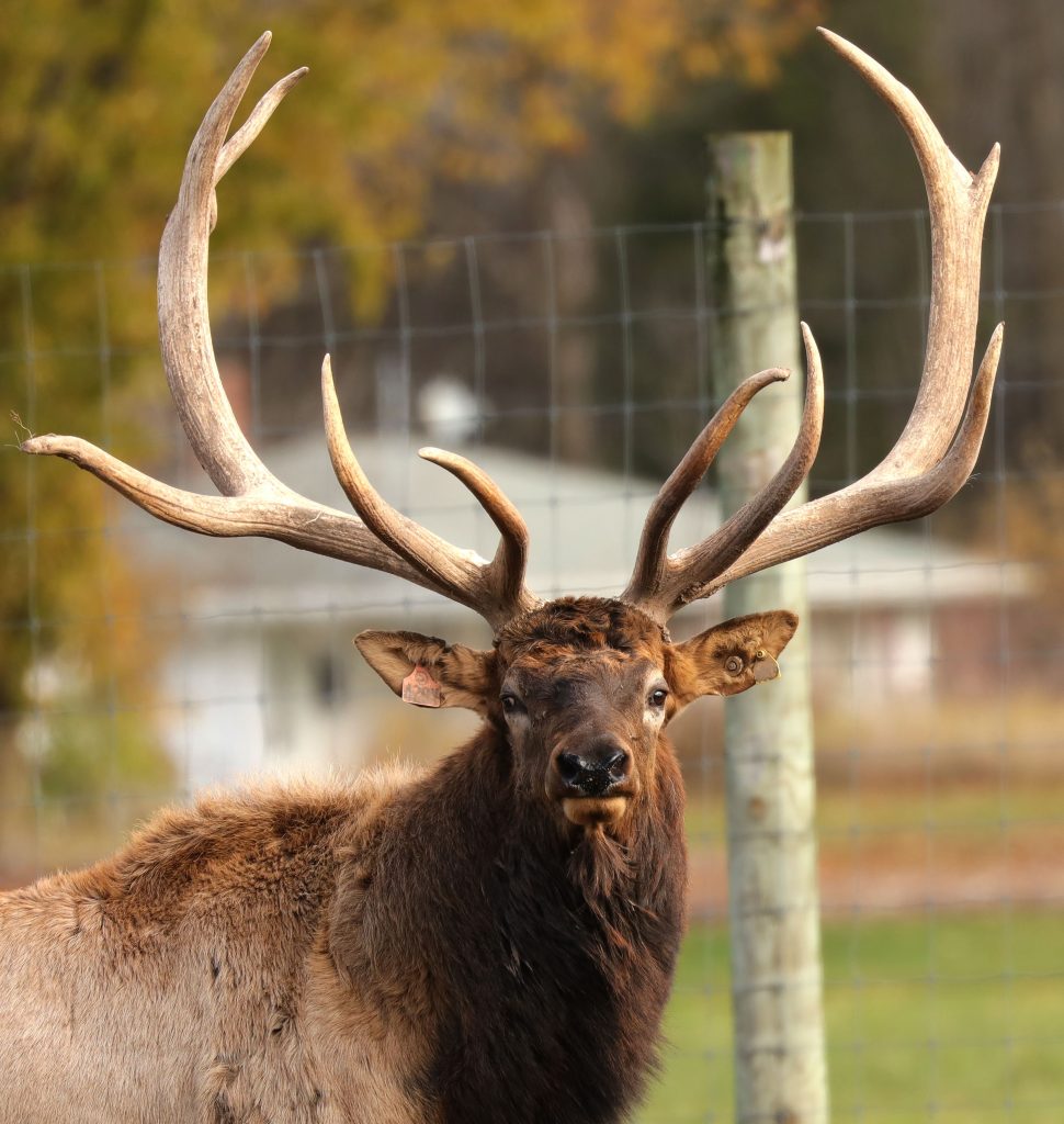 <p>Cervidae</p>