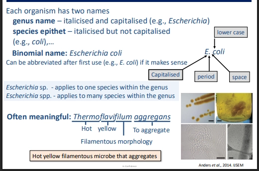 <p>writing the name</p><ul><li><p>binomial system (genus name + species)</p></li><li><p>(genus name) italicised &amp; capitalised</p></li><li><p>(species name) italicised &amp; uncaptialised</p></li><li><p>(writing by hand) underline instead of italicise</p></li><li><p>(taxonomic rankings above genus) dont have to italicise but you can</p></li></ul><p>referring to the name</p><ul><li><p>write out the full name once, then can abbreviate genus name subsequently, to its first letter (eg H. sapiens)</p></li><li><p>(one species) referring to one species under the genus, write out the genus name + sp (eg Homo sp.)</p></li><li><p>(multiple species) referring to multiple species under the genus, write out the genus name + spp. (eg Homo spp.)</p></li><li><p>cannot refer to a species by the species name itself - as these can be shared between genuses even if different</p></li></ul><p>meanings of the names</p><ul><li><p>often meaninfgul about physiology / lifestyle / morphology, similar to others with similarities in these also. </p></li><li><p>eg Thermoflavifilum (thermo = hot, flav = yellow, filum = filamentous morphology), a microbe that is yellow, filamentous, and lives in hot places.</p></li></ul><p></p>