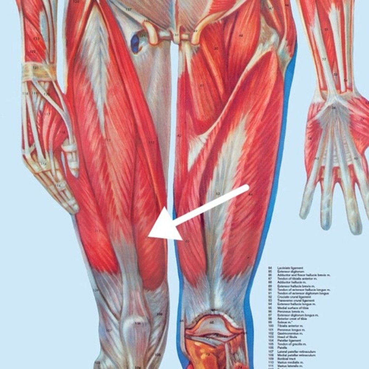 <p>What is this muscle?</p>