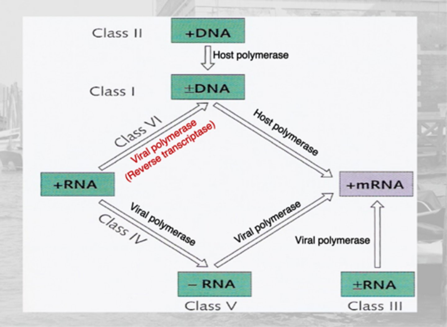 <p>class I: positive and negative strand of DNA</p><p>- depended on host polymerase</p><p>(class VII is similar)</p>