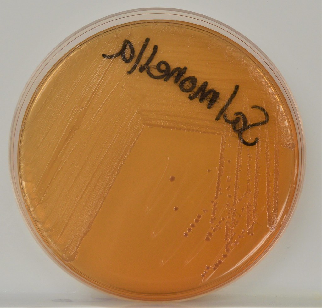 <p><span>The organism growing on this MacConkey Agar plate is growing but the color of agar has not changed appreciably.&nbsp; Which of the following is the best interpretation of these results?</span></p>