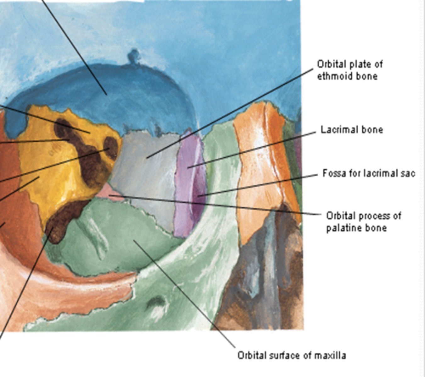 <p>What contributes to the medial wall of the orbit? what fossa does it contain? </p>