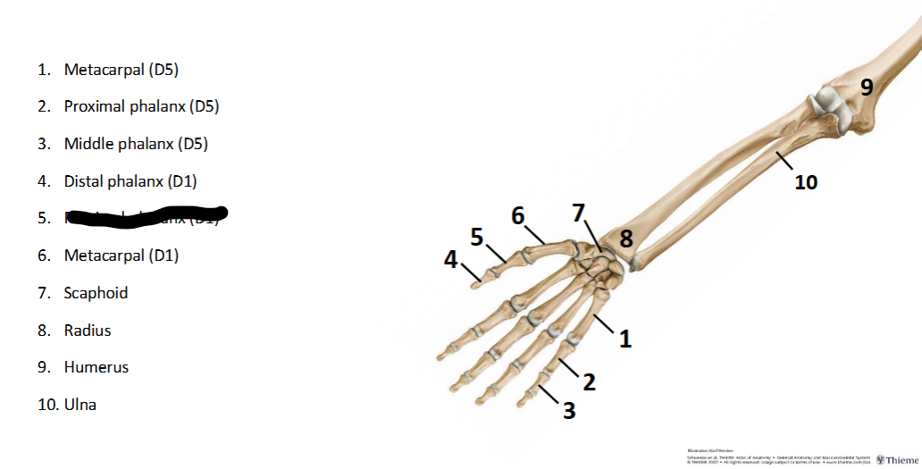 <p>What sturcture is this within the <strong>Upper-Appendicular?</strong></p>