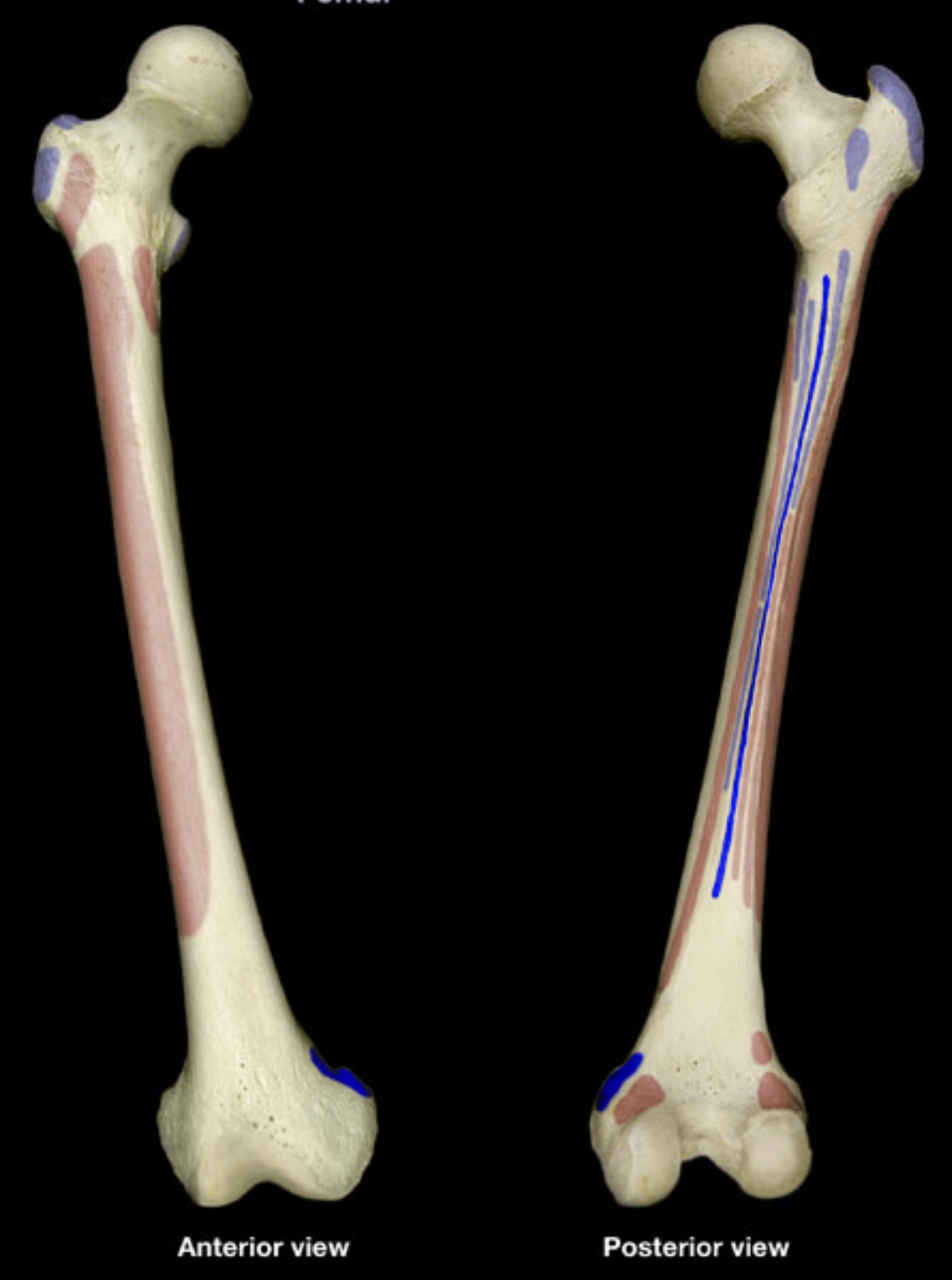 <p>linea aspera of femur</p><p>adductor tubercle of femur</p><p>gluteal tuberosity of femur</p>
