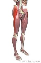 <p>superficial, iliac crest to tibia on side of leg, IT band</p>