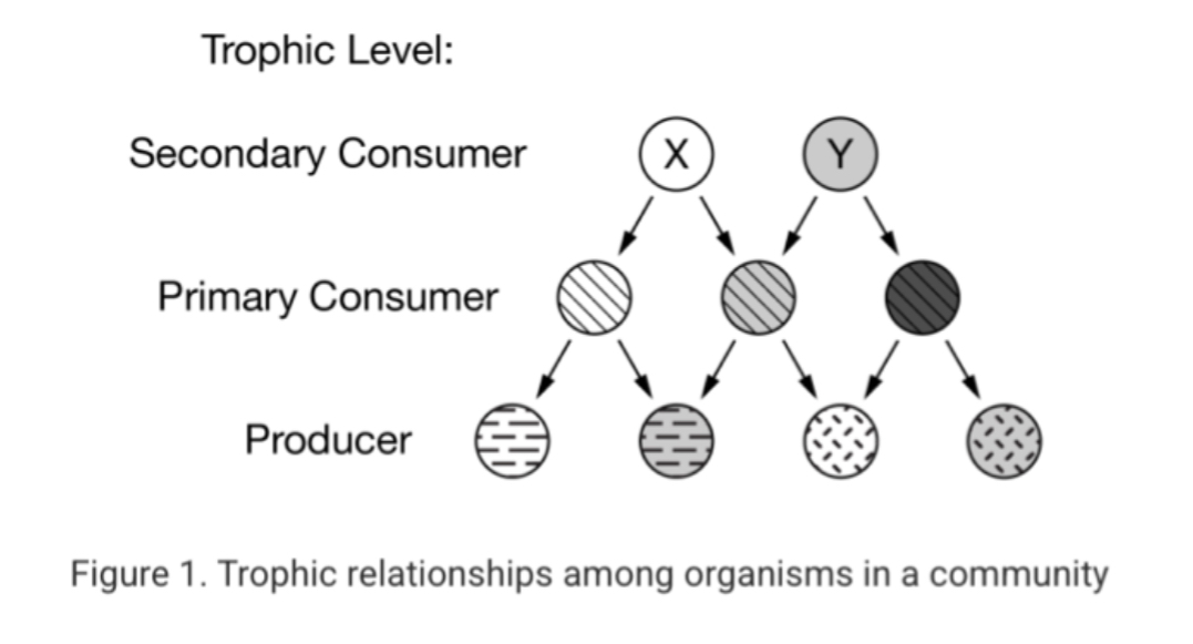 <p><span><span>Figure 1 shows a food web that describes the relationships within a community containing nine species. Each circle represents a separate species. The size of the circle represents the population size of the species relative to other species in the same trophic level.</span></span></p><p></p><p><span><span>aBased on the information in Figure 1, which of the following best predicts a short-term effect of removing secondary consumer X from the community?</span></span></p>