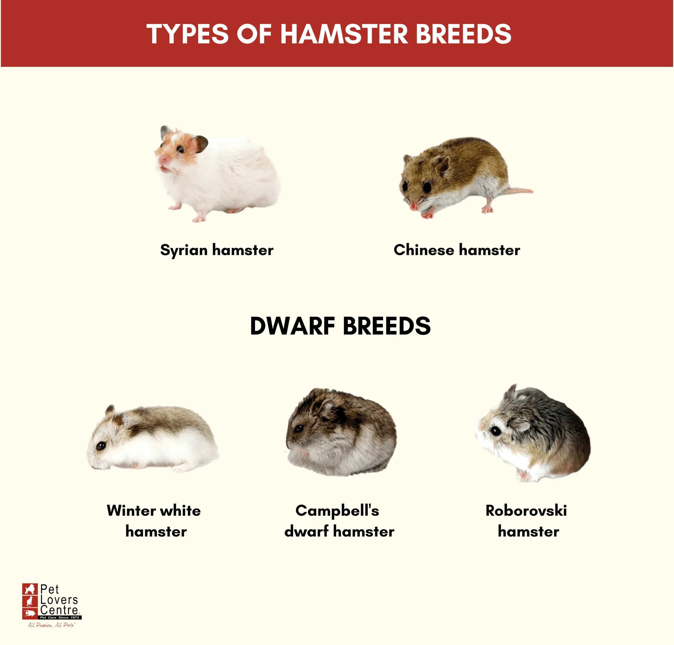 <ul><li><p>syrian</p></li><li><p>chinese</p></li><li><p>russian dwarf campbell</p></li><li><p>russian dwarf winter white</p></li><li><p>robrovski</p></li></ul><p></p>
