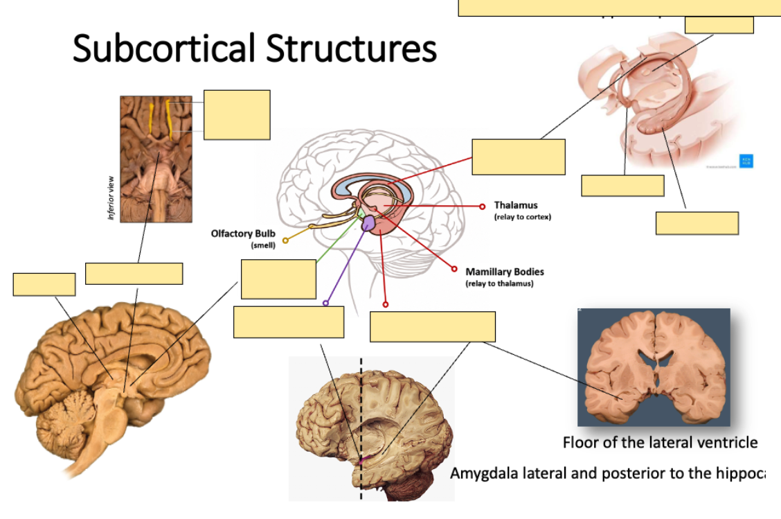 <p>Specimens for subcortical structures [Image]?</p>