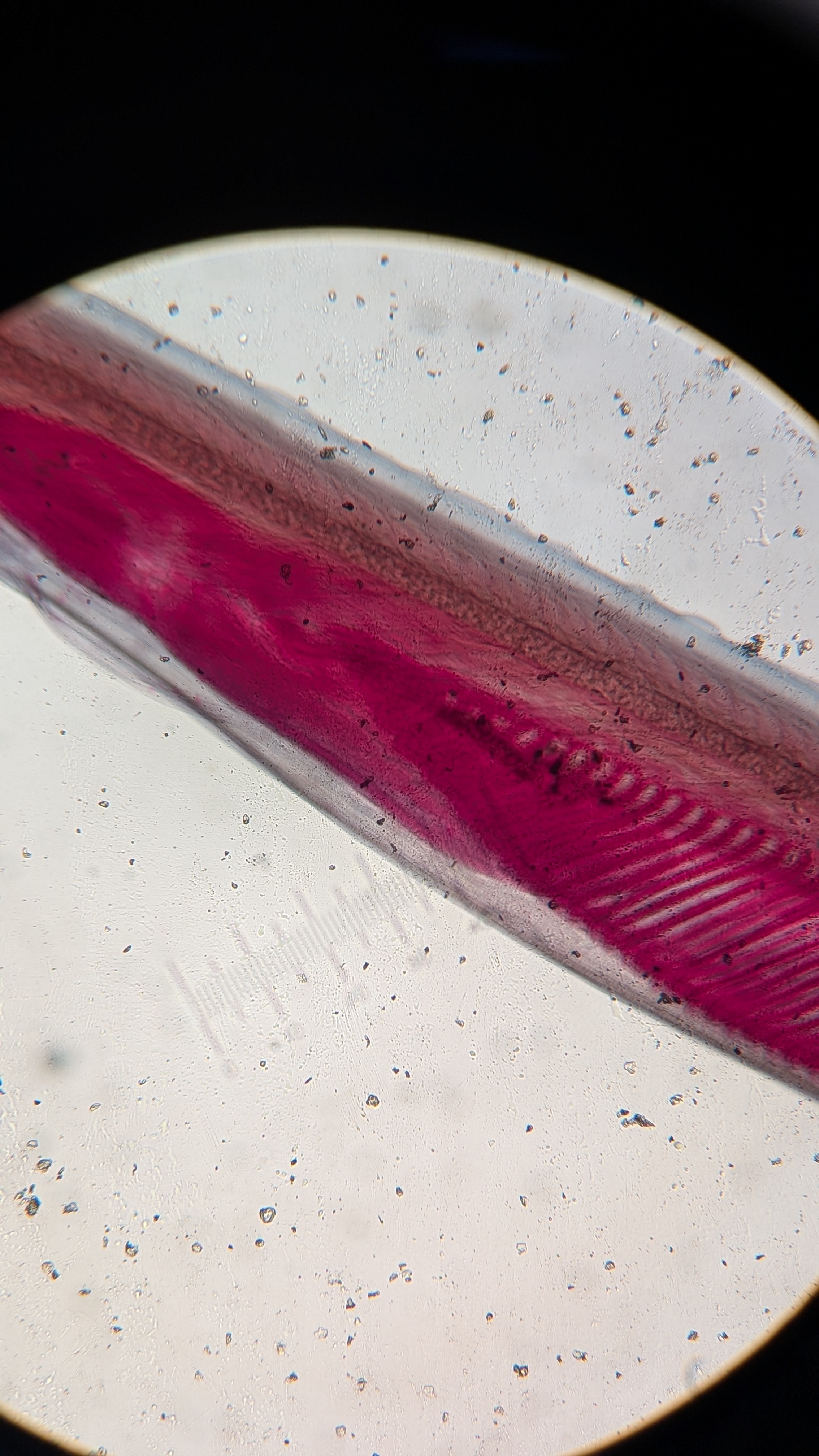 <p>Identify</p>
