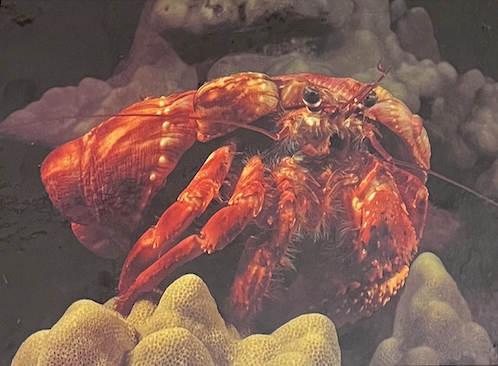 <p>triploblastic; coelomates; cephalization present; bilateral symmetry; complete digestive system; true segmentation; protostomes; perform ecdysis</p><ul><li><p>are subdivided into 4 groups</p></li></ul><p></p>