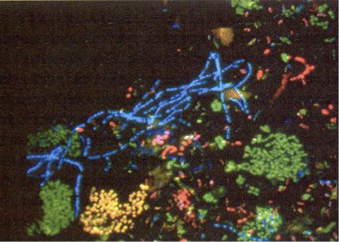 <ul><li><p>Microbes <span>labelled with <strong>different fluorescent dyes</strong></span></p></li><li><p><span>Visualized with a <strong><em>laser-scanning microscope</em></strong></span></p></li></ul><p></p>
