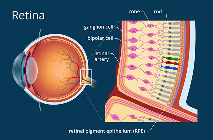 <p>Rods and cones</p><p>Bipolar cells: has synpases between the two</p><p>ganglion cells: bundles of axon form optic nerve</p><p></p><p></p>