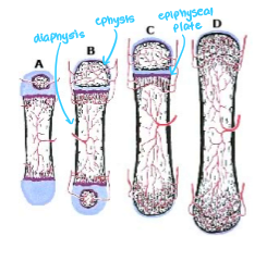 <ul><li><p>bone forms on the surface of the cartilage</p></li><li><p>invasion of blood vessels that produce hollowed out centre w bone formation in that area</p></li><li><p>ingrowth of blood vessels leads to an ossification centre in cartilaginous caps on either end</p></li><li><p>band of cartilage remains btwn diaphysis and epiphyses (epiphyseal plates) - continuous cartilage</p></li><li><p>bone grows longer as cart. of epi plate grows, matures and is replaced by bone</p></li><li><p>rate replacement exceeds rate of cart. growth</p></li><li><p>cart. is replaced and bone cannot grow longer</p></li></ul><p></p>