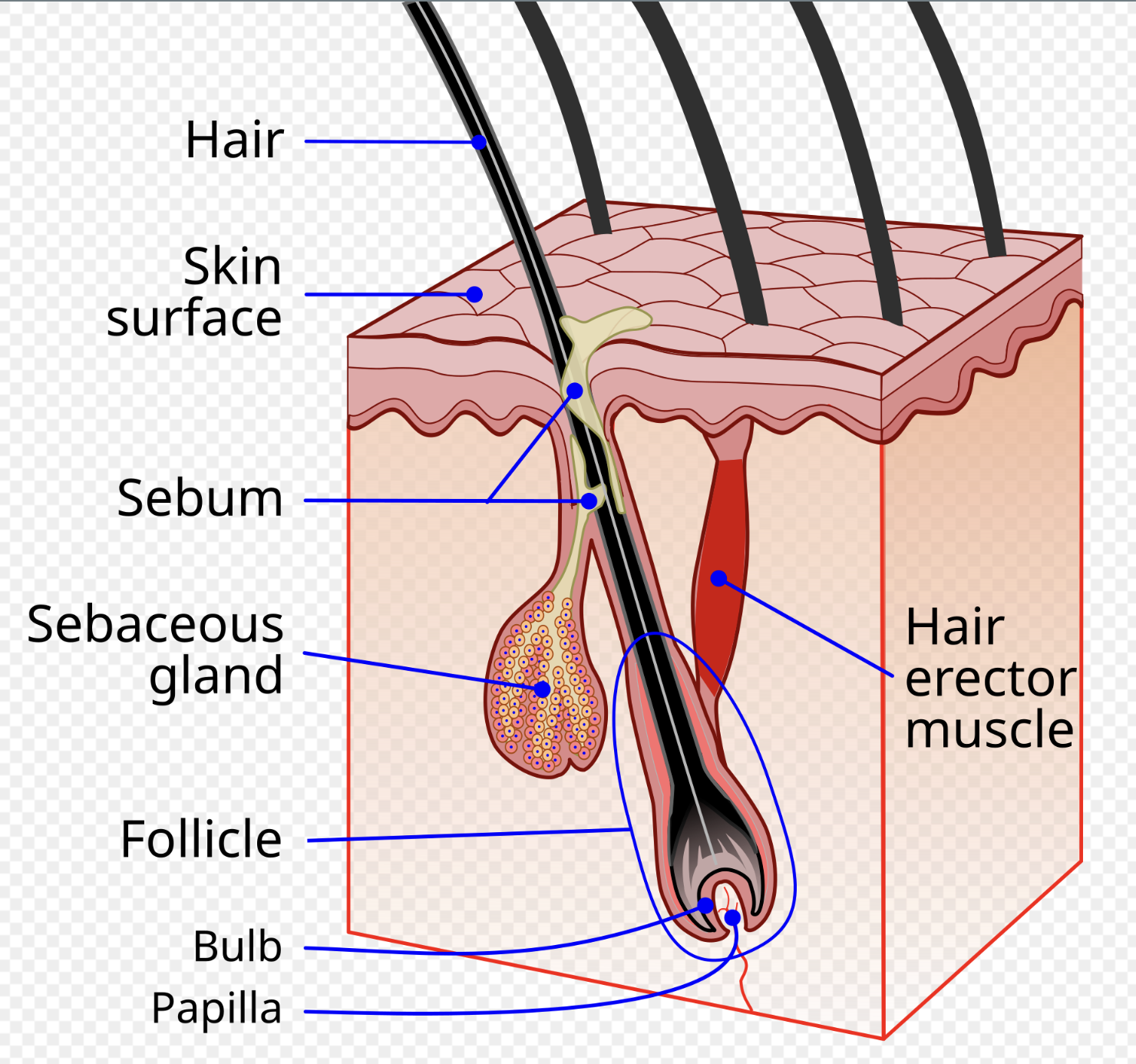 <p>Sebum</p>