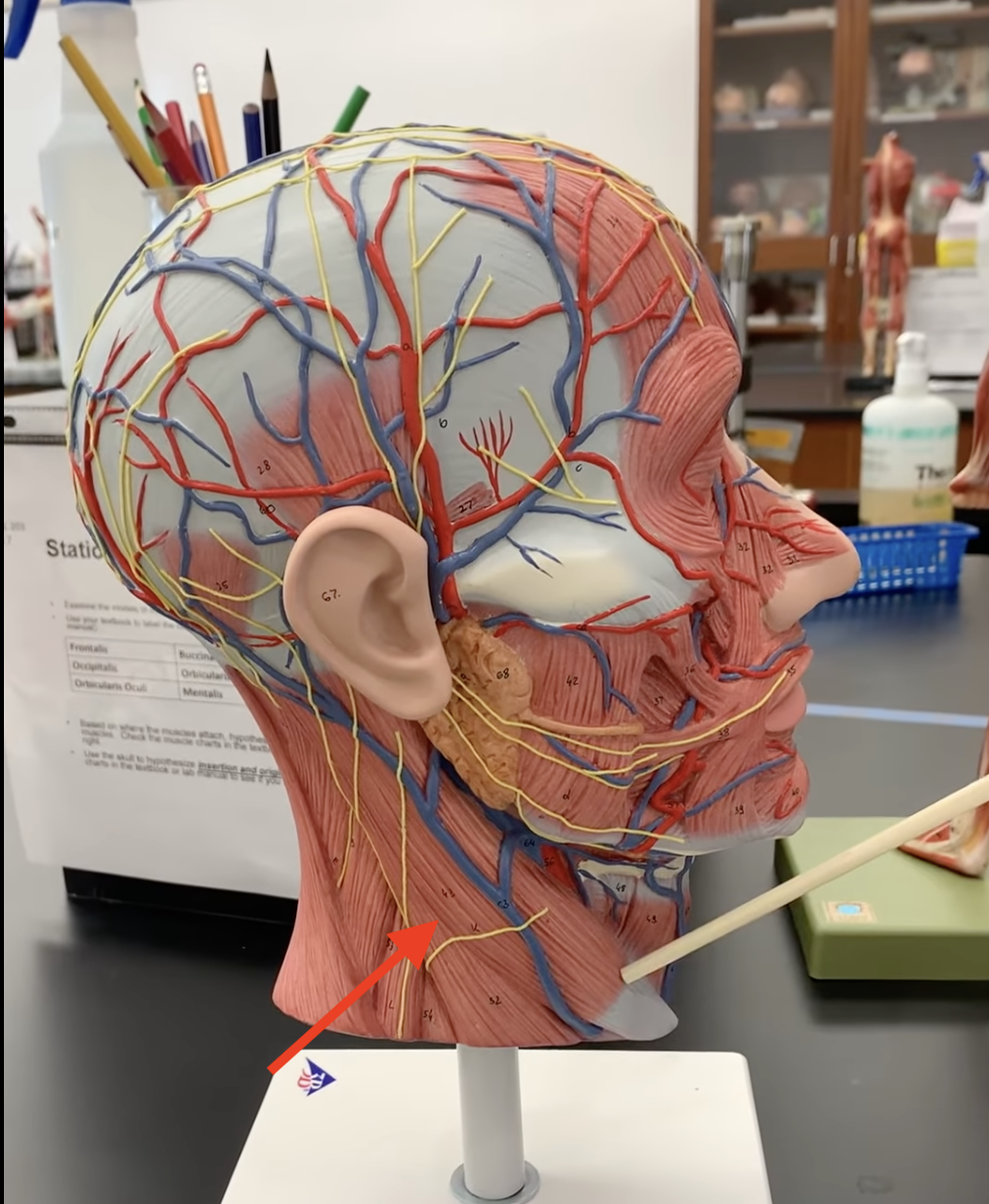 <p>Sternocleidomastoid</p>