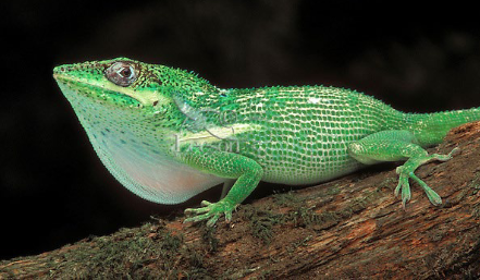 <p>Family: Anolidae</p>