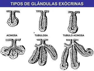 <p>secreção para fora ou cavidade</p>