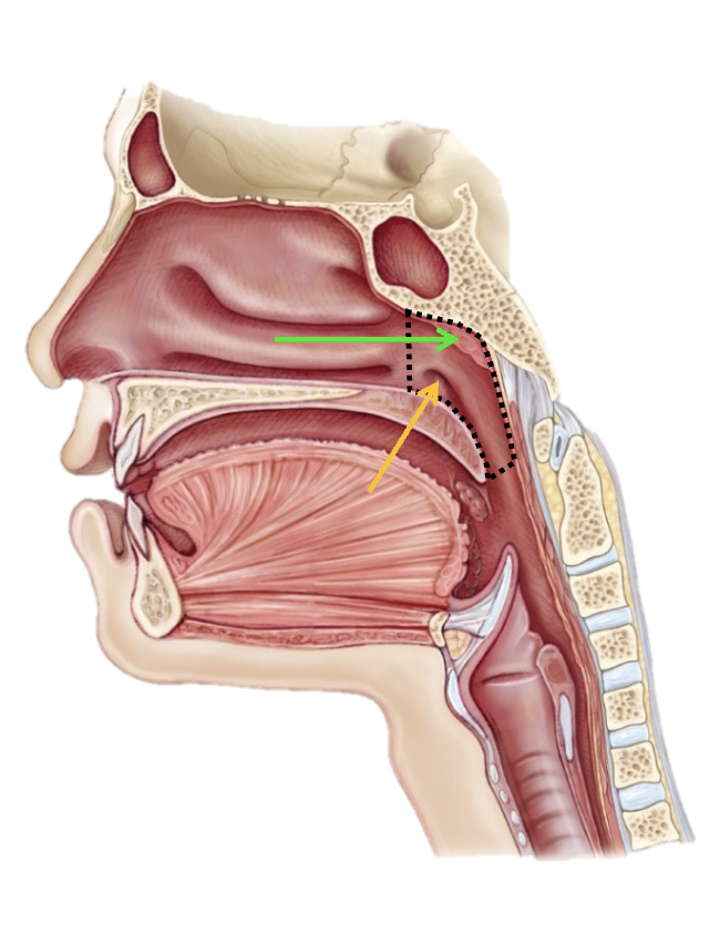 <p>Opening of auditory tube</p>