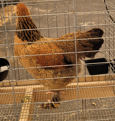 <p>What kind of Cock is this?</p>