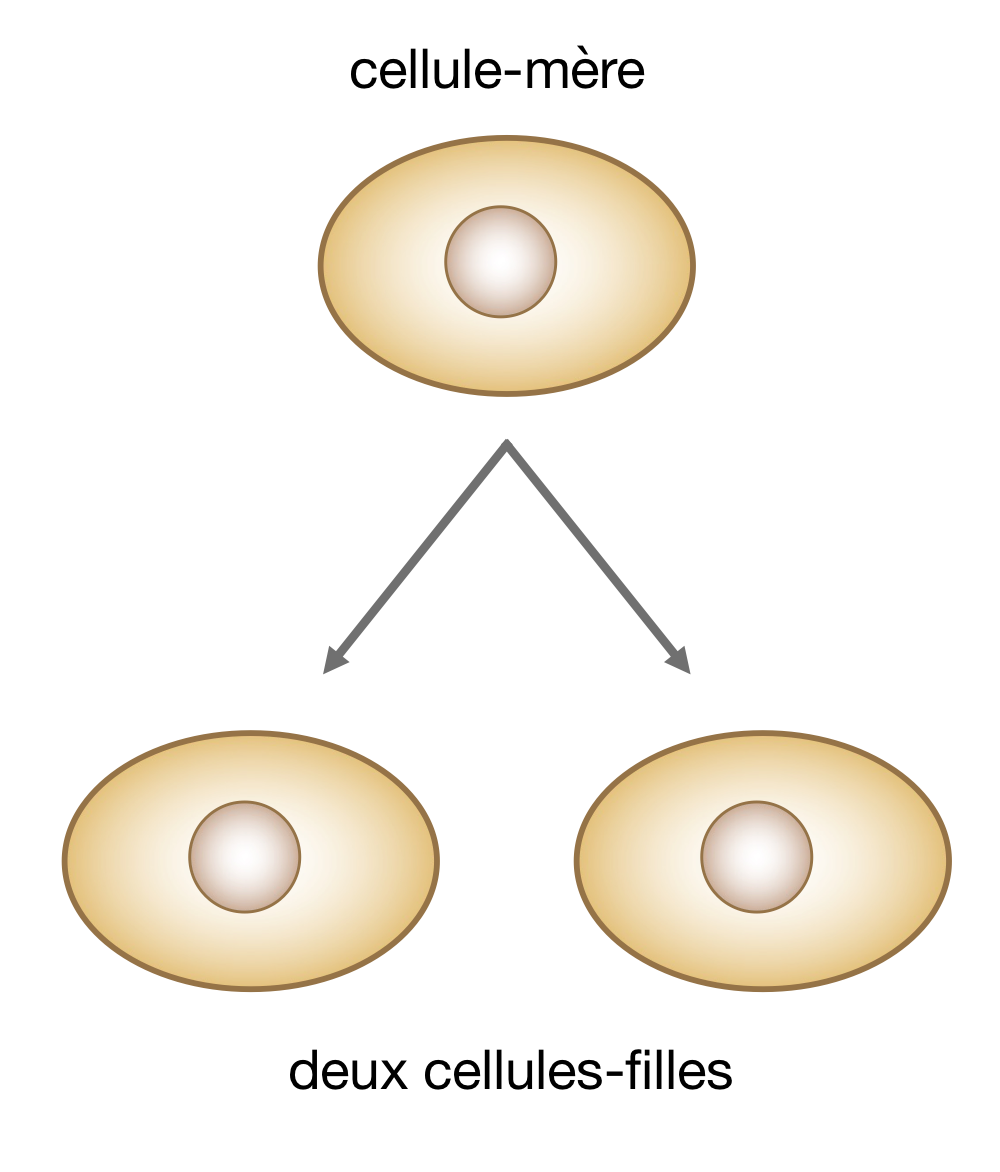 <p>Processus par lequel<span style="color: red;"><strong> une cellule initiale (cellule mère), donne naissance à deux nouvelles cellules (cellules filles)</strong></span></p>