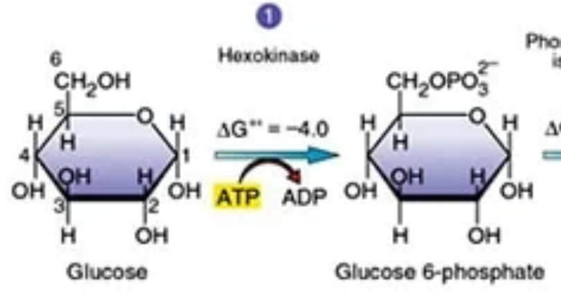 <p>Glucose is converted to glucose-6-phosphate by enzyme hexokinase, 1ATP molecule is converted to ADP.</p>
