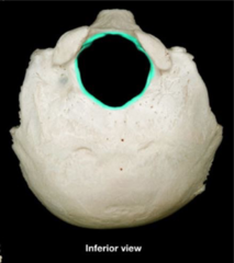 <p>Occipital bone</p><p>- Large hole (inferior view)</p>