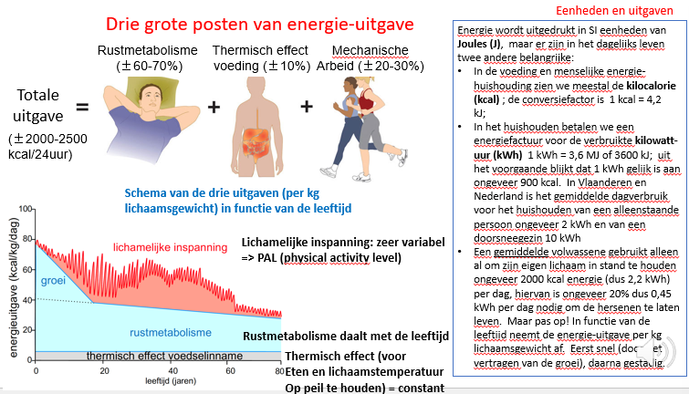 <p>2000 kcal</p><p>2.2 kWh</p><p>—</p><p>hiervan is 20% (dus 0.45kWh per dag nodig) om hersenen te laten leven</p>