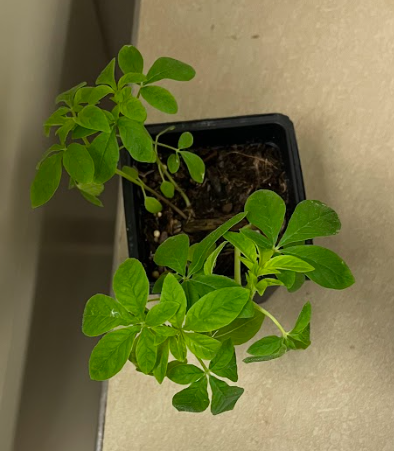 <ul><li><p>petals to flowers tend to hang out</p></li><li><p>put on really long seed pods</p></li></ul><p></p>