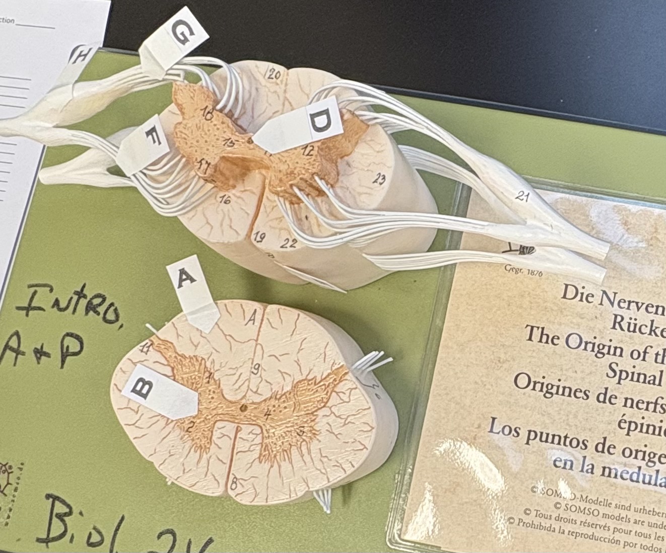 <p>F. identify this portion of the spinal nerve (L/R)</p>