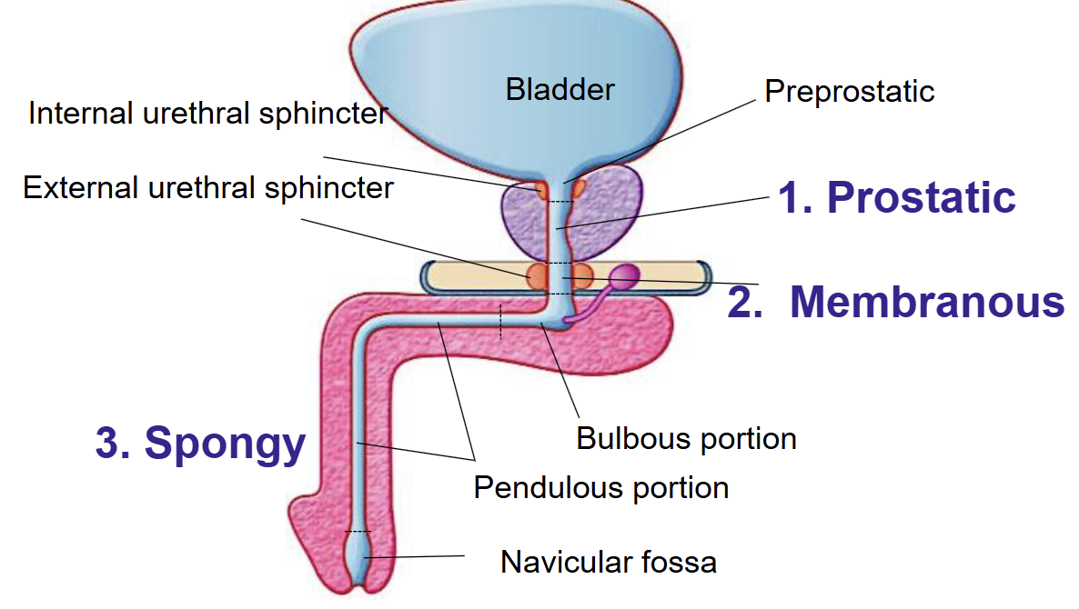 <p><strong>Male urethra:</strong></p><ul><li><p><strong>Prostatic → Passes through the prostate gland</strong></p></li><li><p><strong>Membranous → Goes through the pelvic floor muscles</strong></p></li><li><p><strong>Spongy (penile) → Runs through the penis</strong></p></li></ul><p><strong>Internal urethral sphincter</strong></p><ul><li><p>Prevents semen from flowing back into the bladder during ejaculation.</p></li></ul><p></p><p><strong>Erectile Dysfunction (ED):</strong></p><ul><li><p>Inability to achieve or maintain an erection.</p></li><li><p>Can be:</p><ul><li><p><strong>Psychogenic</strong> (stress, lack of arousal)</p></li><li><p><strong>Organic</strong> (vascular, nerve, or hormonal problems)</p></li></ul></li></ul><p></p>