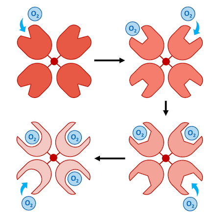 <p>The conformational shape haemoglobin experiences when oxygen binds makes it easer for the next oxygen molecule to bind. </p><p>Oxygen molecules working together to make it progressively easier</p>