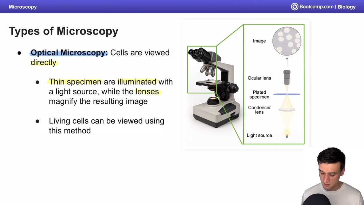 <p>cells are viewed directky, very important that specimen is thin</p>