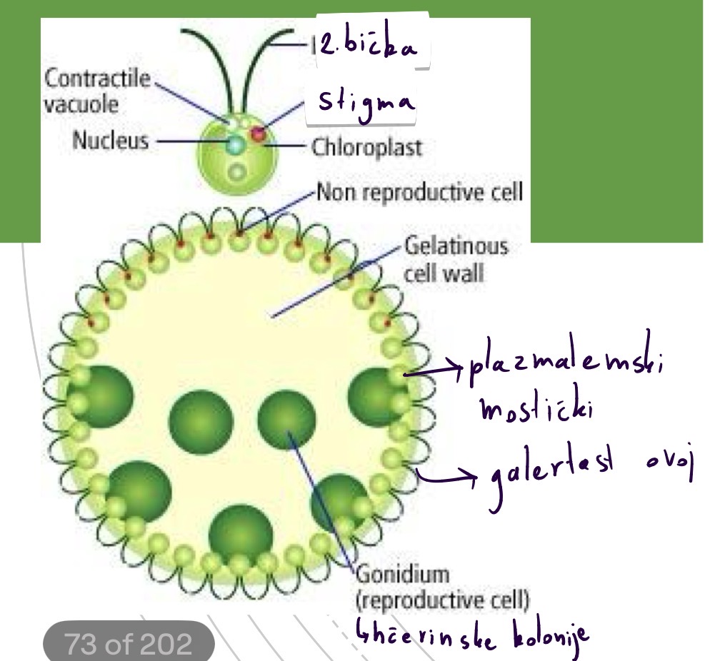 <p>Deblo : zelene alge - chlorophyta</p><p>Razred chlorophyceae - prave zelene alge</p><p>Red volvocales - bickaste zelene alge</p><p>Rod volvox</p>