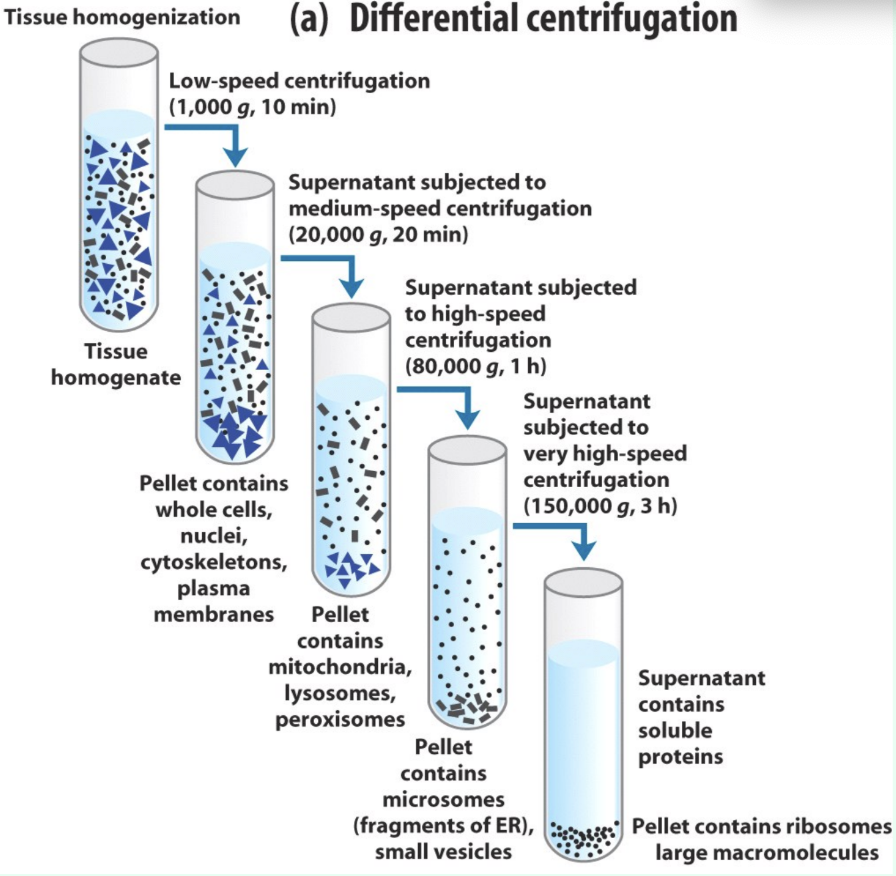 <p>What is differential centrifugation?</p>